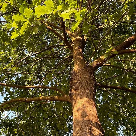 Gribertshaus Apartman