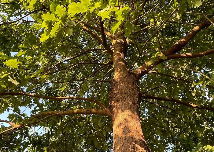 Gribertshaus Апартаменты